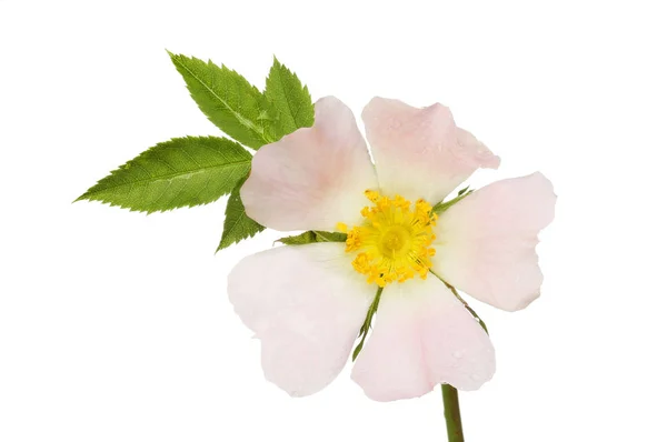 Dog rose flower and foliage — Stock Photo, Image