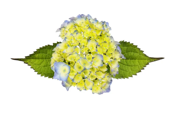 Hortensia bloem en blad — Stockfoto