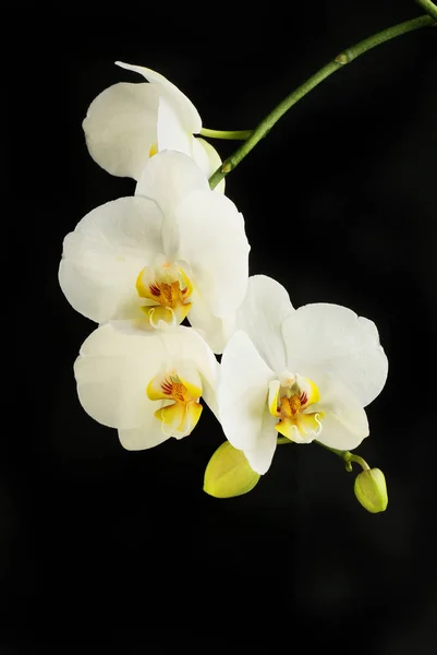 Siyah karşı orkide çiçekleri — Stok fotoğraf