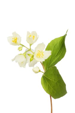 Philadelpus çiçekleri ve yaprakları