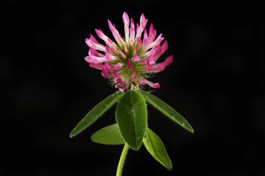 Siyaha karşı kırmızı yonca