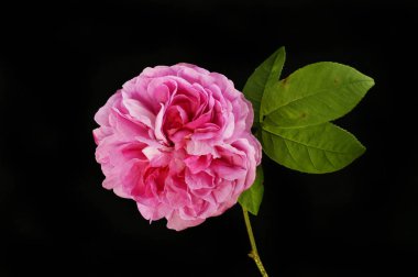 Floribunda siyaha karşı yükseldi