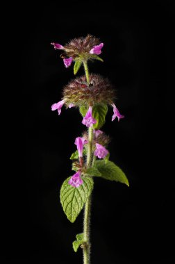 Betony çiçekler ve yapraklar