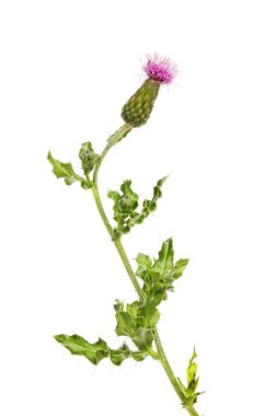 Creeping devedikeni çiçek ve yeşillik