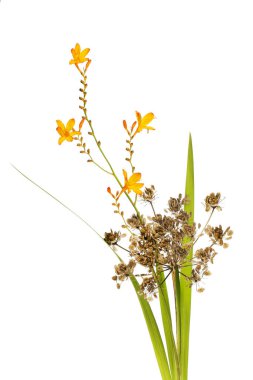 Crocosmia ve hogweed