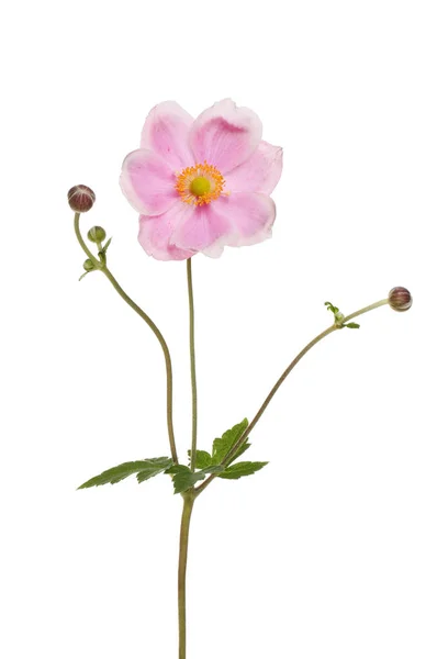 Japanische Anemonenblume — Stockfoto