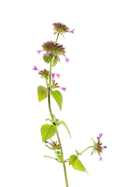 ベトニー花と葉 — ストック写真