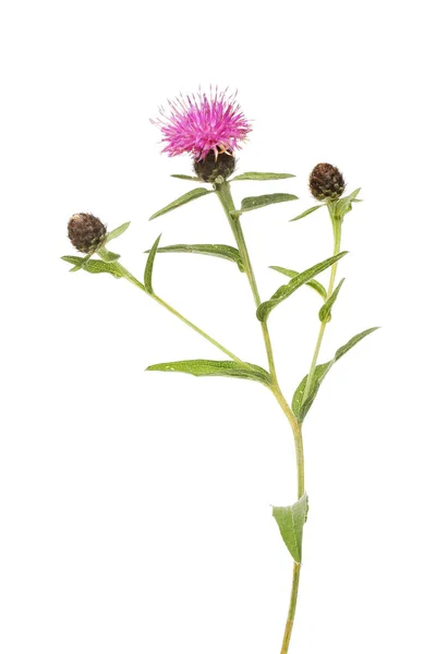 Ortak knapweed çiçek ve yeşillik — Stok fotoğraf