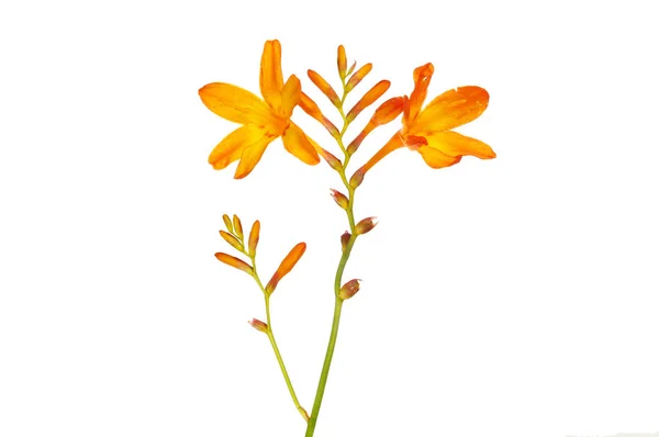 Crocosmia květiny uzavřena — Stock fotografie