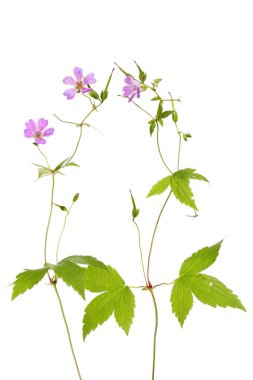 Cranesbill sardunya tesisleri