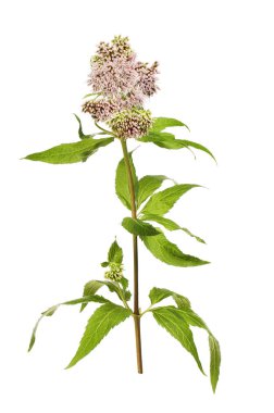 Kenevir-Kasıkotu çiçekler ve yapraklar