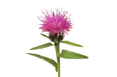 Ortak knapweed closeup