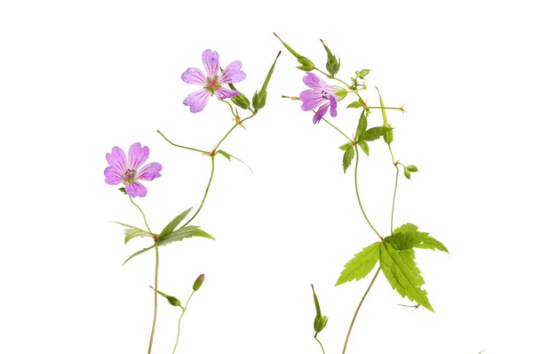 Geranium blommor mot vitt — Stockfoto