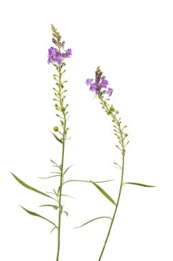 Mor toadflax bitkiler