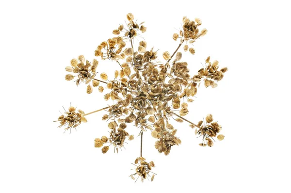 Dried hogweed seedhead — Stock Photo, Image