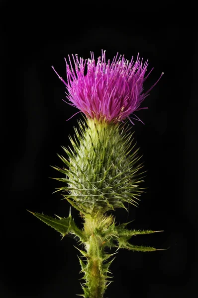 Spear thistle against black