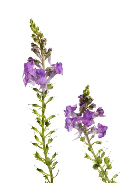 Purple toadflax flowers — Stock Photo, Image