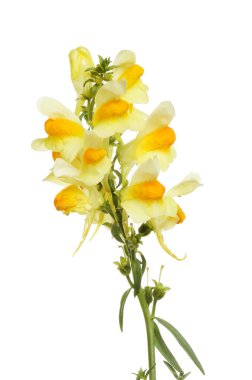 Yaygın toadflax yakın plan