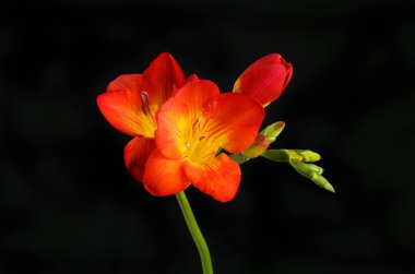 Siyah karşı Freesia çiçekler