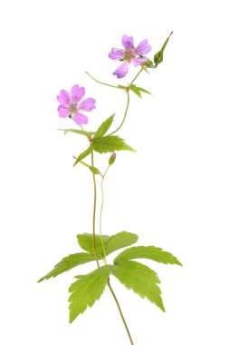 Turna gagalı sardunya çiçeği