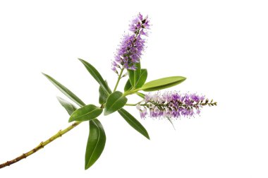 Çiçek ve yapraklar.