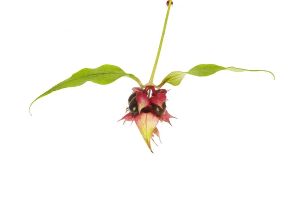 Abutilon flor y follaje —  Fotos de Stock