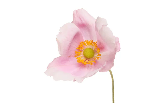 Japanese anemone flower — Stock Photo, Image