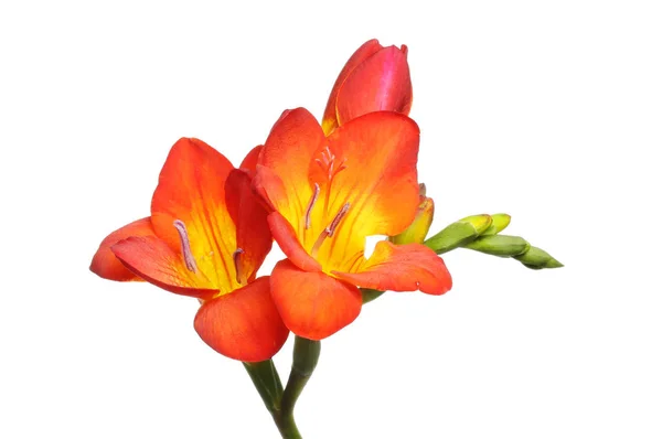 Rote und gelbe Freesia-Blüten — Stockfoto