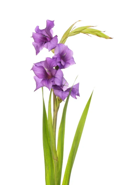 Gladioli 꽃과 단풍 — 스톡 사진
