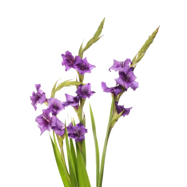 Flores de gladiolos púrpura — Foto de Stock
