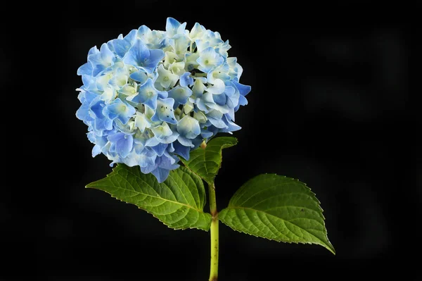 Blue hydrangea against black — Stock Photo, Image