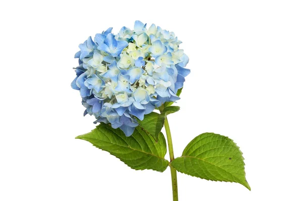 Pastel blauwe hortensia — Stockfoto