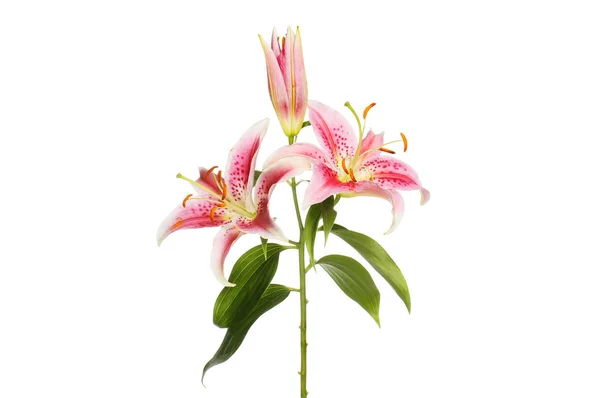 Квіти лілії і листя — стокове фото