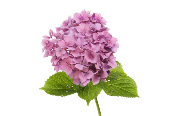 Pink hydrangea flower — Stock Photo, Image