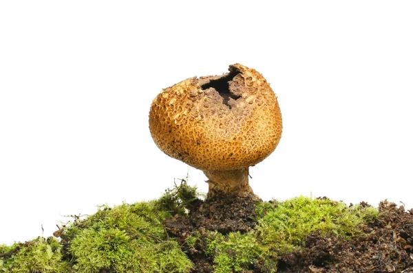 Puffball fungi in moss — Stock Photo, Image