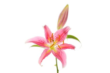 Tek zambak çiçeği ve tomurcuk