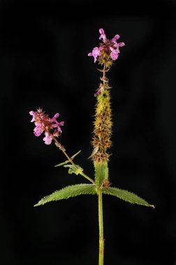 Yaralı otlar siyaha karşı