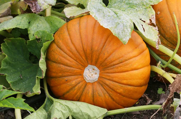 Growing pumpkin plant — Stock Photo, Image
