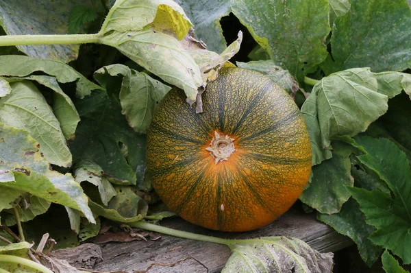 Pumpkin in a vegetable bed — Stock Photo, Image