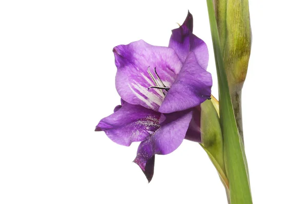 Цветок гладиол — стоковое фото