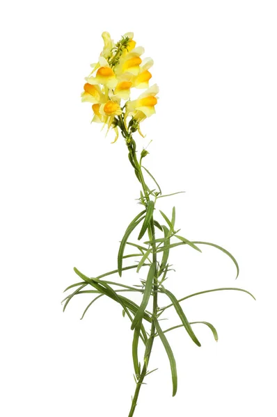 Common toadflax wildflower — Stock Photo, Image