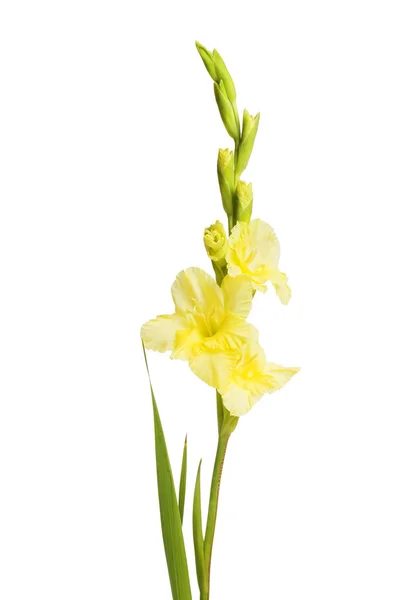 Fiori e fogliame di gladioli gialli — Foto Stock