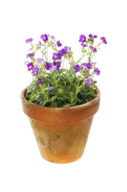 Flowering aubrieta plant in a terracotta pot isolated against white clipart