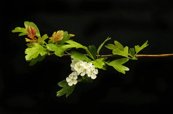 Folhas Espinheiro Novas Frescas Flores Isoladas Contra Preto — Fotografia de Stock