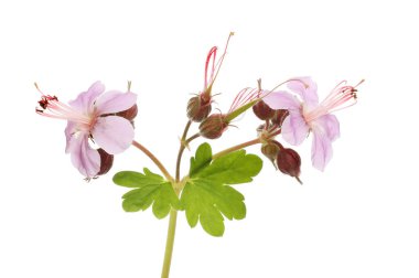 Vinçlerin yakın plan gagası sardunya çiçekleri beyaza karşı izole.