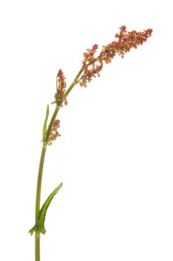 rıhtım, Rumex, çiçekler ve yapraklar beyaza karşı izole edilmiş.