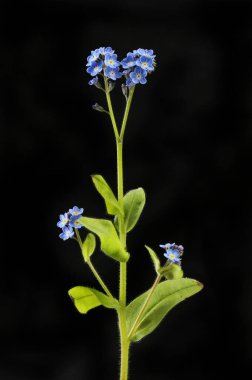 Wood Forget-me-not, Myosotis sylvatica, geniş çiçek izole edilmiş siyah beyaz