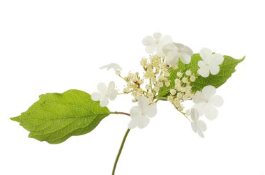 Viburnum plicatum çiçekleri ve yaprakları beyaza karşı izole edilmiş.