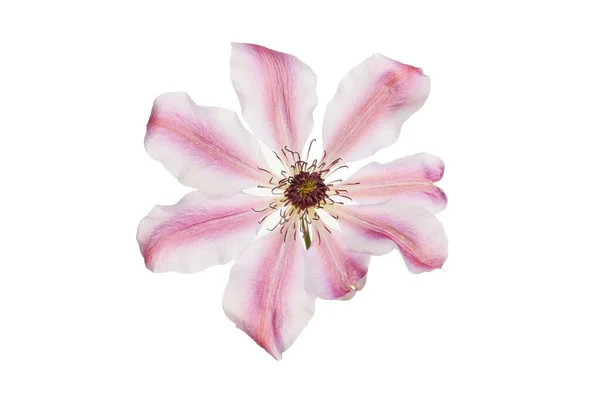 Цветок Клематис Изолирован Белого — стоковое фото