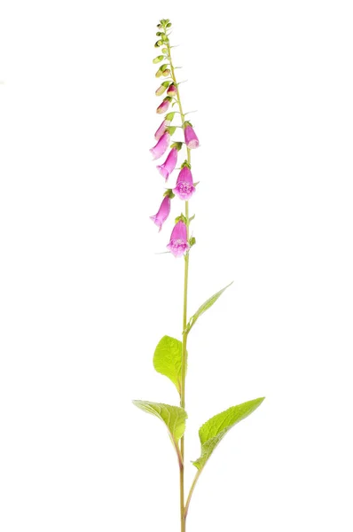 Foxglove Plant Digitalis Purpurea Geïsoleerd Tegen Wit — Stockfoto